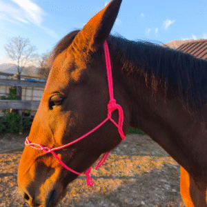 Vrvična oglavka TVH brez vozlov