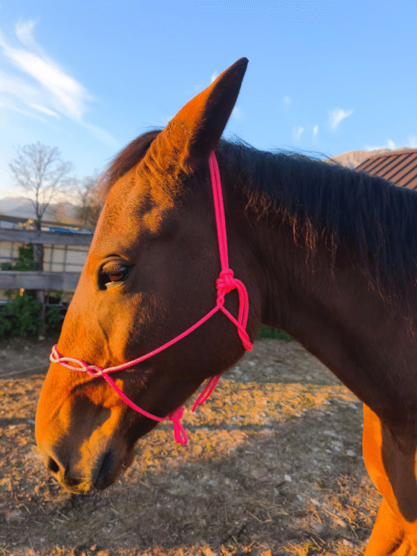 Vrvična oglavka TVH brez vozlov